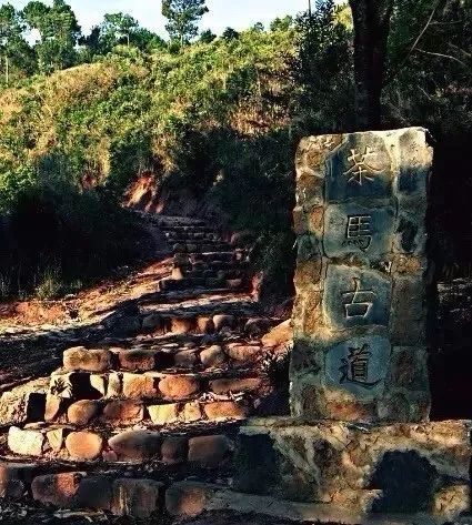 茶马古道好玩吗(丽江拉市海茶马古道好玩吗)