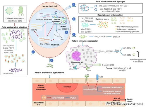 脓毒症中的环状RNA 生物发生 功能及临床意义