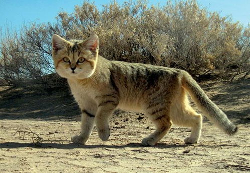 喜欢吃毒蛇 沙漠猫体重不到3kg,长相乖萌,为啥不能被人饲养