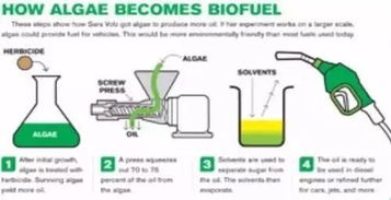 海藻怎样变成石油