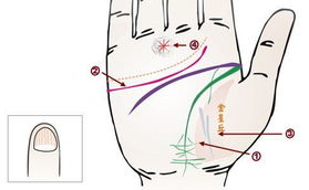 养生需知 24种手相揭示疾病征兆 