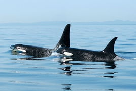 最新研究表明 杀人鲸 母亲影响雄性后代寿命 