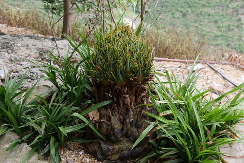 群众主动上交国家重点保护植物,竟与恐龙同时代