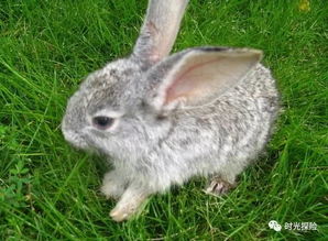 属兔人,出生在农历几月,最容易替人背黑锅 