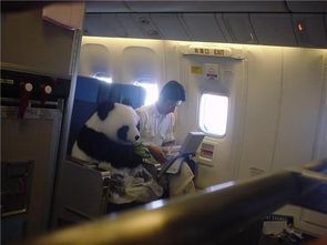 熊猫成功产子, 梦幻西游 竟然蹭上了这个热点 