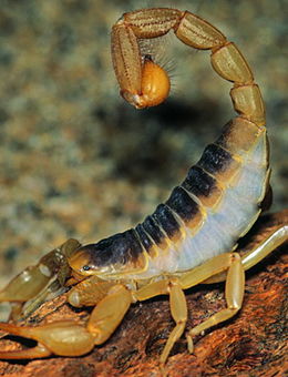 蝎子介绍与价格 蝎子怎么养和寿命和能长多大 爱宠网 