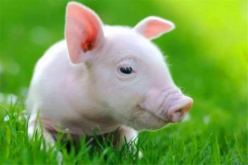 六畜 中哪个最先被驯化 从一只猪的驯化过程,窥探古代人的生活