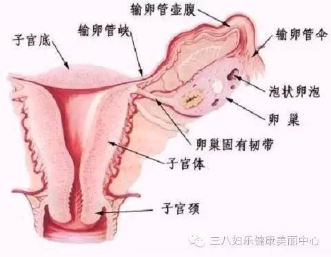 女性的衰老是从胞宫生殖系统开始