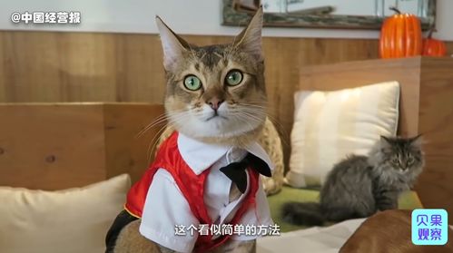 猫咖风刮不过云吸猫 疯狂开店4000家的猫咖,为啥纷纷倒闭