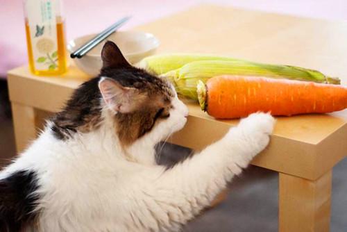 除了猫粮,猫咪可以吃的10种人类食物,现在知道还不晚