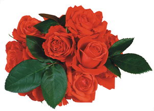 高清玫瑰花玫瑰朵图片素材50设计 模板下载 4.08MB 其他大全 