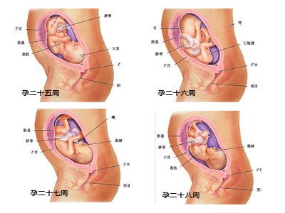 怀孕七个月男胎儿图 b超图