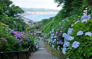 日本的梅雨季节 信息阅读欣赏 信息村 K0w0m Com