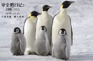 帝企鹅日记2 10月12日全国上映 与它们再次相遇南极