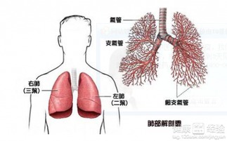 非小细胞肺癌的个性化治疗