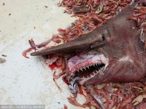 惊爆眼球的奇葩海洋生物 巨型食人鱼牙齿尖锐 