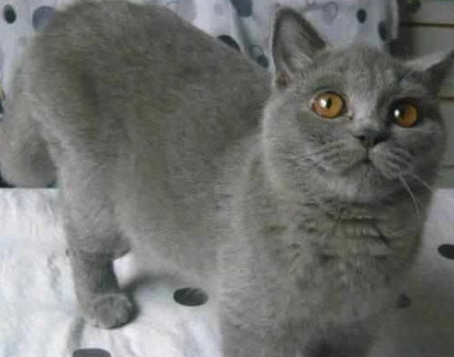 为什么很多人都很喜欢养英短蓝猫 你知道它们的优点有哪些吗