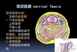 图文详解颈部解剖结构