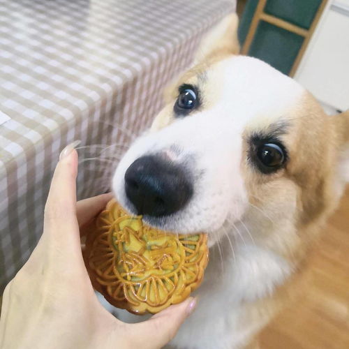 中秋节您给狗狗吃月饼了吗