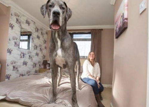 国外女子养了条2.3米的狗,为了它,曾拒绝众多男子的疯狂追求