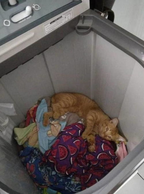 主人下班回家,发现猫咪不见了,往洗衣机里一看瞬间愣住了