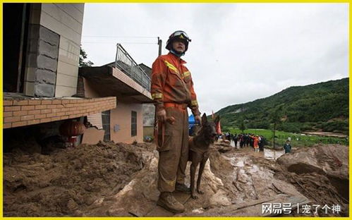 搜救犬连续工作13小时成 泥猴 不要灾难时才想起它们的好