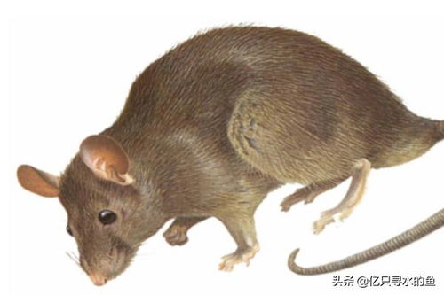 家里有老鼠怎么办能除根 如何有效的去除家中的老鼠