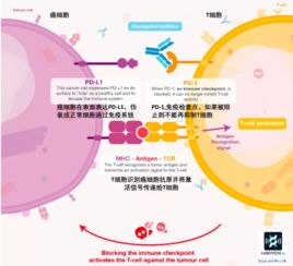 魏则西事件 诺贝尔奖的癌症免疫疗法表示,这锅我不背 实验方法 