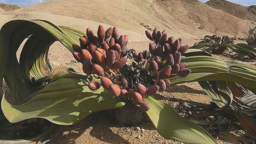 沙漠中的十大神奇植物排行榜 沙漠常见四种植物