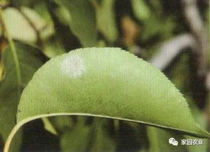 梨子树叶子上有黄斑点怎么回事,梨的表皮为什么有斑点？