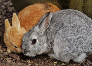 夏季兔子养殖管理技术有哪些
