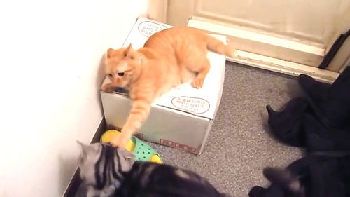 橘猫与黑猫抢夺纸箱打斗起来,围观猫咪阻止了这场战斗 