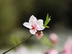 花花草草也美丽