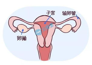 “大姨妈”这个词是怎么来的(大姨妈这个词是怎么由来的)