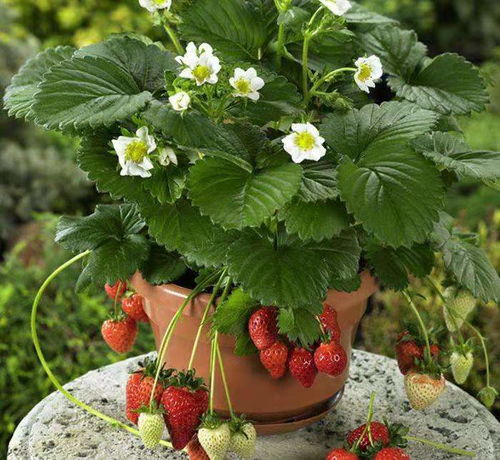 四季草莓什么时候播种,草莓种植时间和方法？