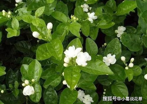 花友 茉莉难养,盆栽不好怎么办 用食醋浇花,植株叶绿根壮