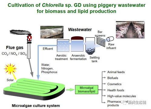 从藻类的生物学特点分析为什么微藻制油具有较高的推广应用价值
