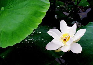 十二星座什么年龄最美 花在不同的时候芬芳