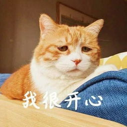 上海小区禁喂流浪猫,称污染环境,饿着还可以捕老鼠 