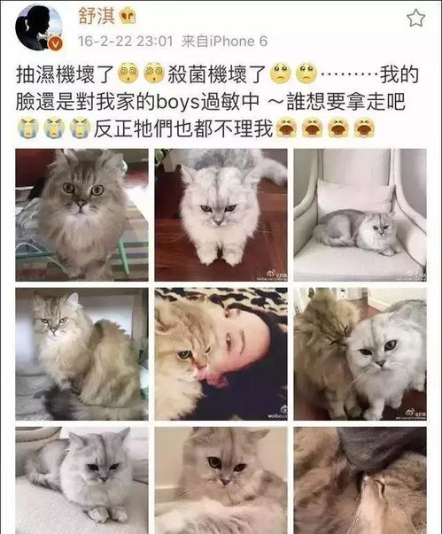 怀孕了媳妇坚持养猫劝不动怎么办(怀孕了一直养猫)