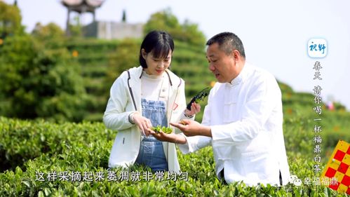 春天,请你喝一杯福鼎白茶