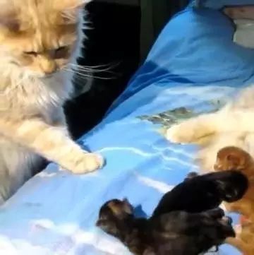 母猫生完孩子后,公猫一脸怀疑的样子,你能解释下,这黑猫咋回事