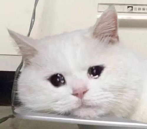 猫会哭吗 猫会因为伤心和委屈流眼泪吗