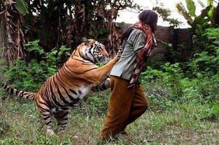 动物趣闻 小哥拯救落难老虎, 数年后, 老虎的报恩让他伤痕累累 