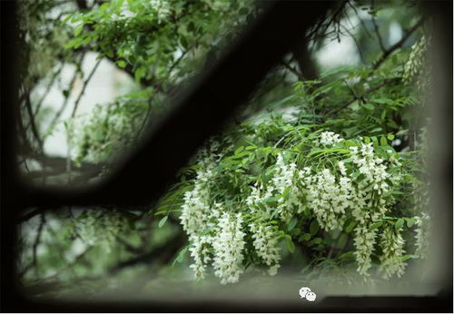 槐花,儿时芬芳的梦