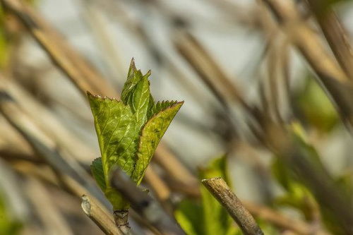 柳枝挟雨握新经 桃芯含风破小红 天上春光偏得早 嵖峨宫殿五云中 猜一动物！帮忙猜猜！谢谢！