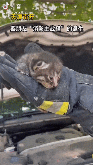 小奶猫被消防员救下喜获 事业编 ,没想到才刚上班就偷懒睡着了