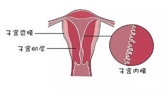 子宫内膜异常增多\变薄准备试管助孕需要改善吗？