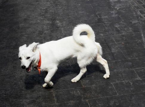 一条名为小白的中华田园犬3