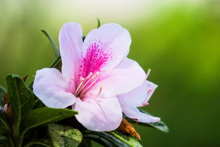 芙蓉的寓意，美丽与品格的完美结合，芙蓉什么意思啊